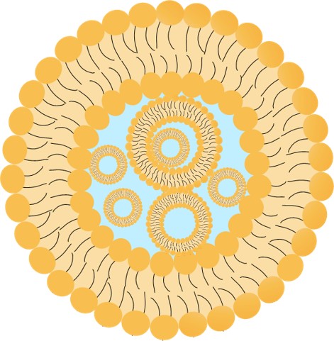 The structural diagram of MVL. (Creative Biolabs Original)