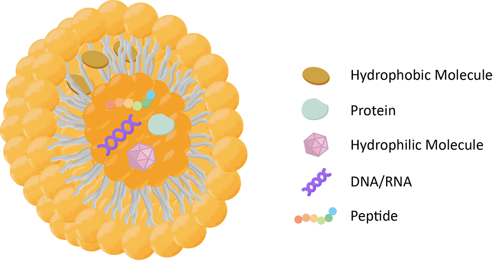 Fig. 1 Different drugs for liposomal delivery. (Creative Biolabs Original)