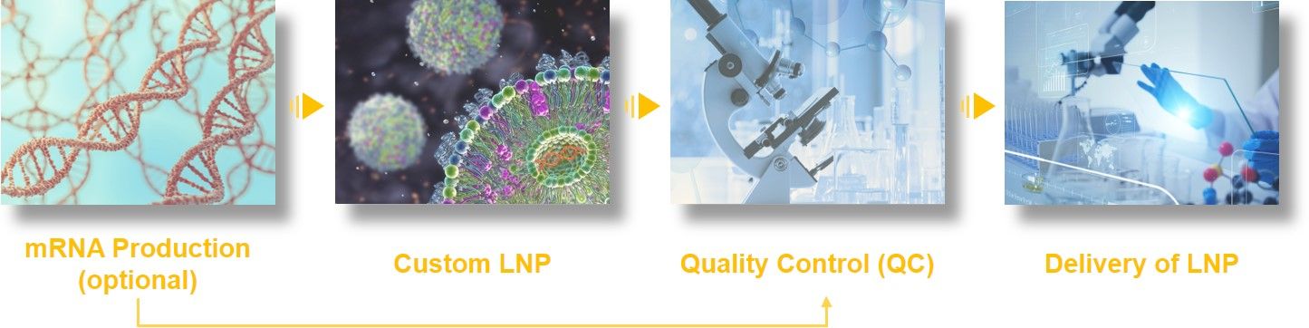 Customization-LNP. (Creative Biolabs Original)