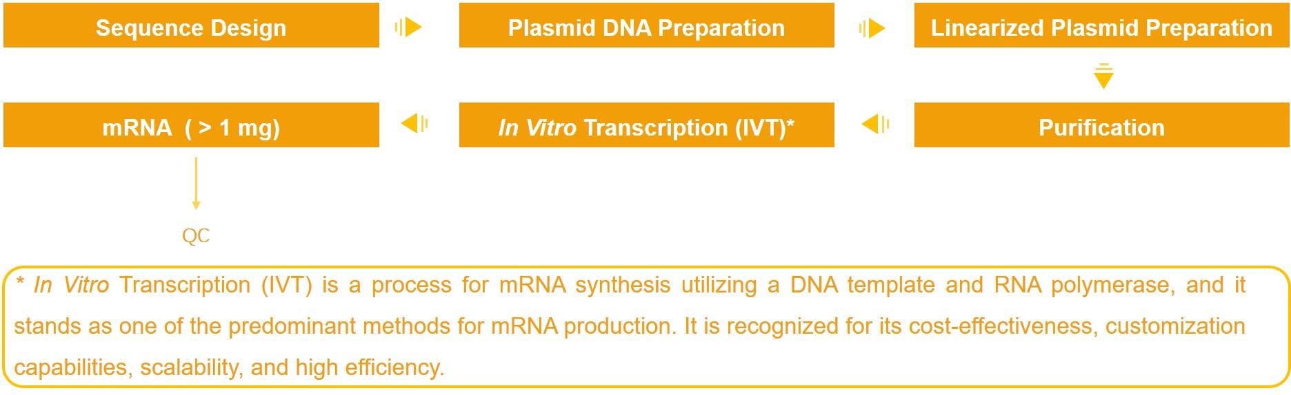 IVT-mRNA. (Creative Biolabs Original)
