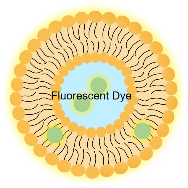 Schematic diagram of fluorescent liposomes. (Creative Biolabs Original)