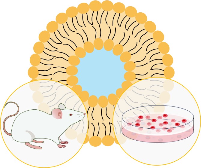 Related services-in vivo and in vitro research. (Creative Biolabs Original) 