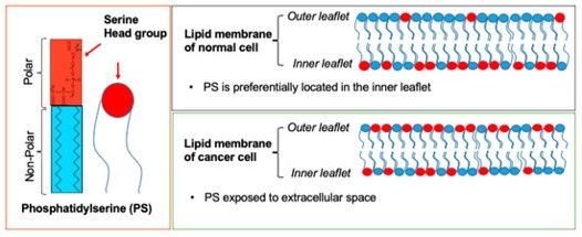 The structure of PS lipid. (Kaynak, Ahmet, et al, 2022) (OA Literature)
