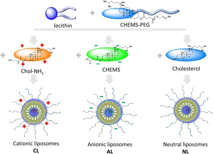 Neutral liposomes and two types of charged liposomes. (Yin, Qinqin, et al, 2016) (OA Literature)