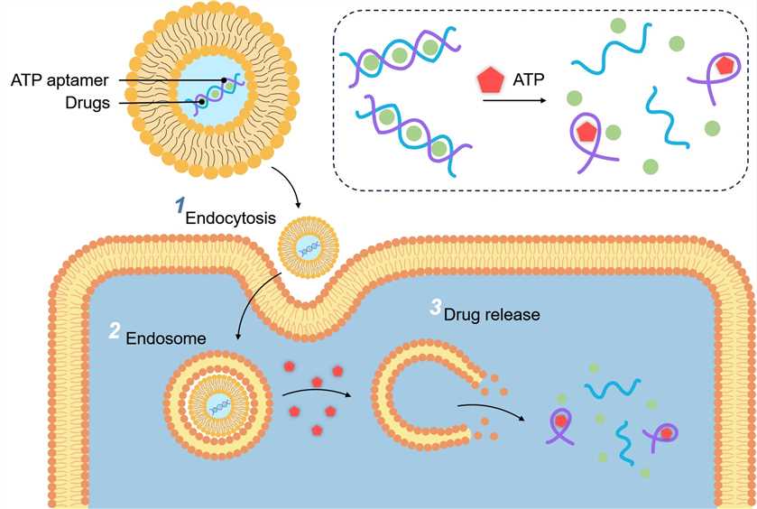 ATP-responsive liposomes-1. (Creative Biolabs Original)