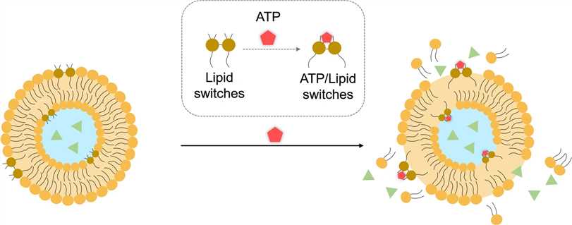 ATP-responsive liposomes-2. (Creative Biolabs Original)