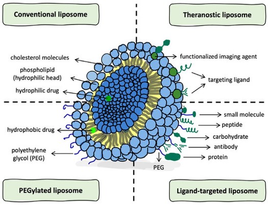 Schematic diagrams of various liposomes. (Fraczek, Wiktoria, et al, 2025)(Creative Biolabs Original)