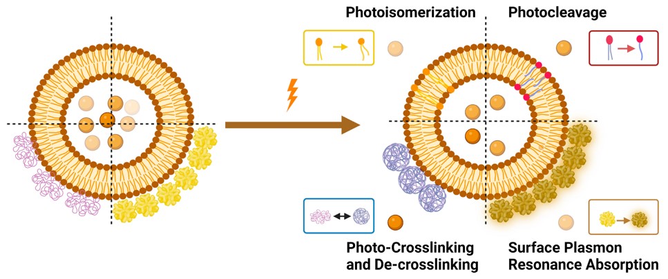 Mechanisms-light-responsive liposome. (Agiba, Ahmed M., et al,2024)