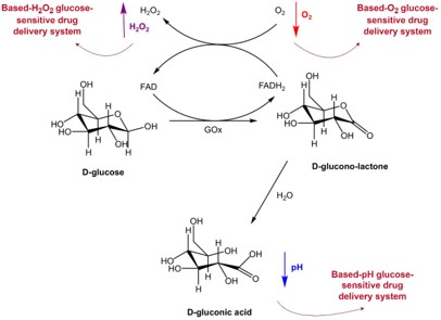 Graphic example of the glucose oxidase-catalyzed oxidation of glucose.