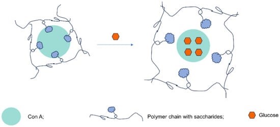 Schematic diagram of Con A in response to glucose.