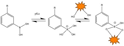 Schematic diagram of the combination of PBA structure and adjacent diol structures.