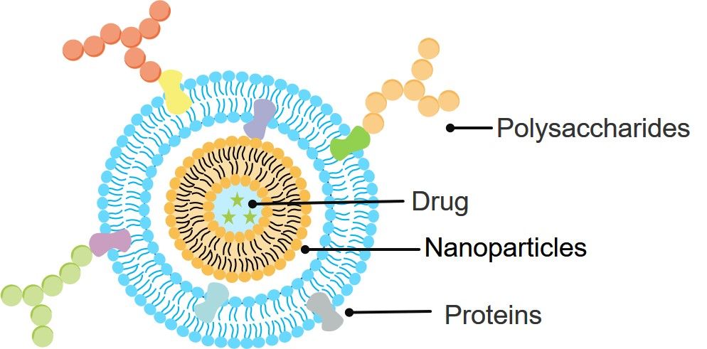 Cell membrane-based DDSs. (Creative Biolabs Original)