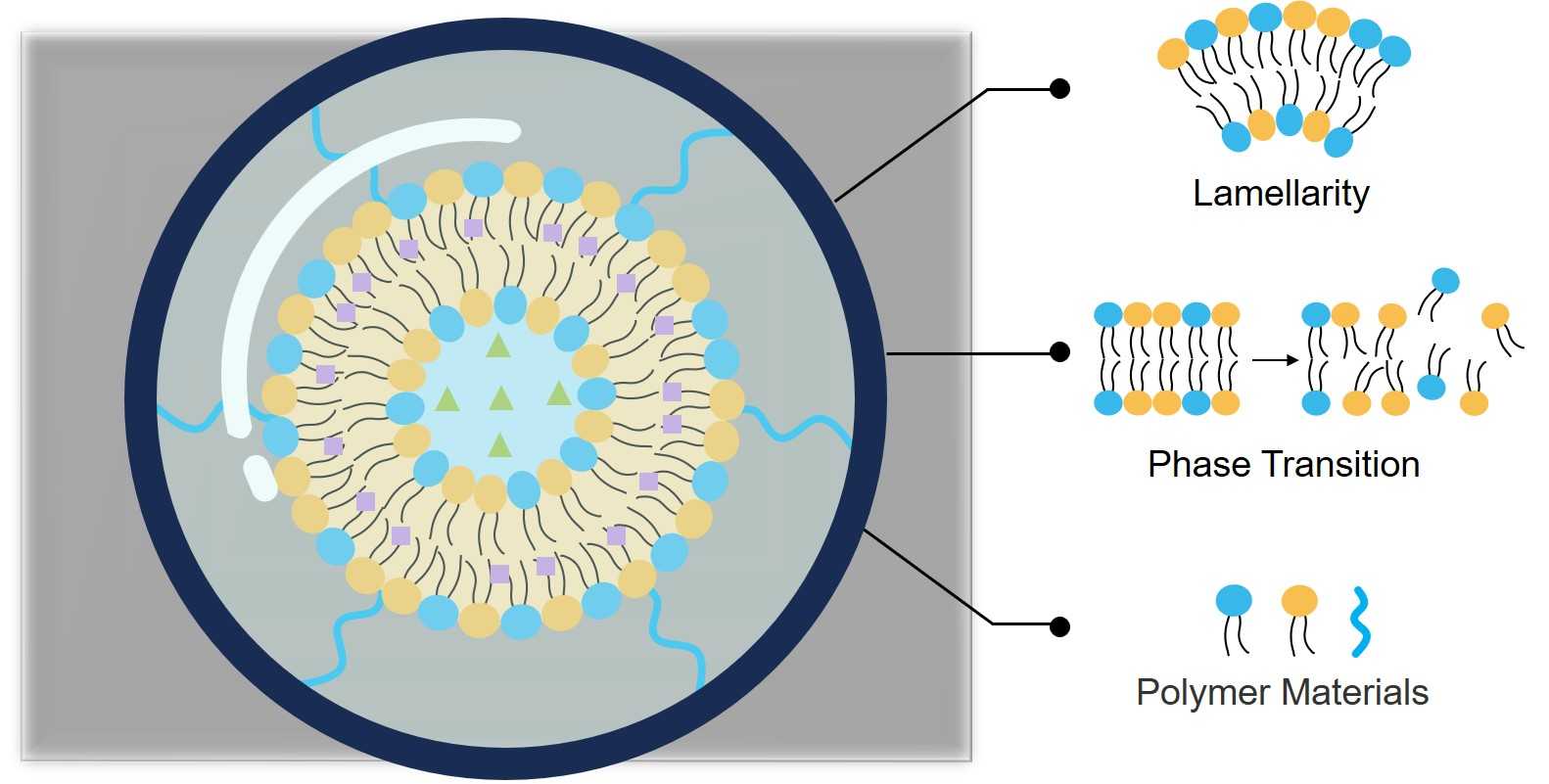 Fig. 1 The structure and composition analysis of liposome formulations. (Creative Biolabs Original)