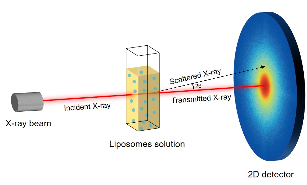 Fig. 2 Scheme of the SAXS method. (Creative Biolabs Original)