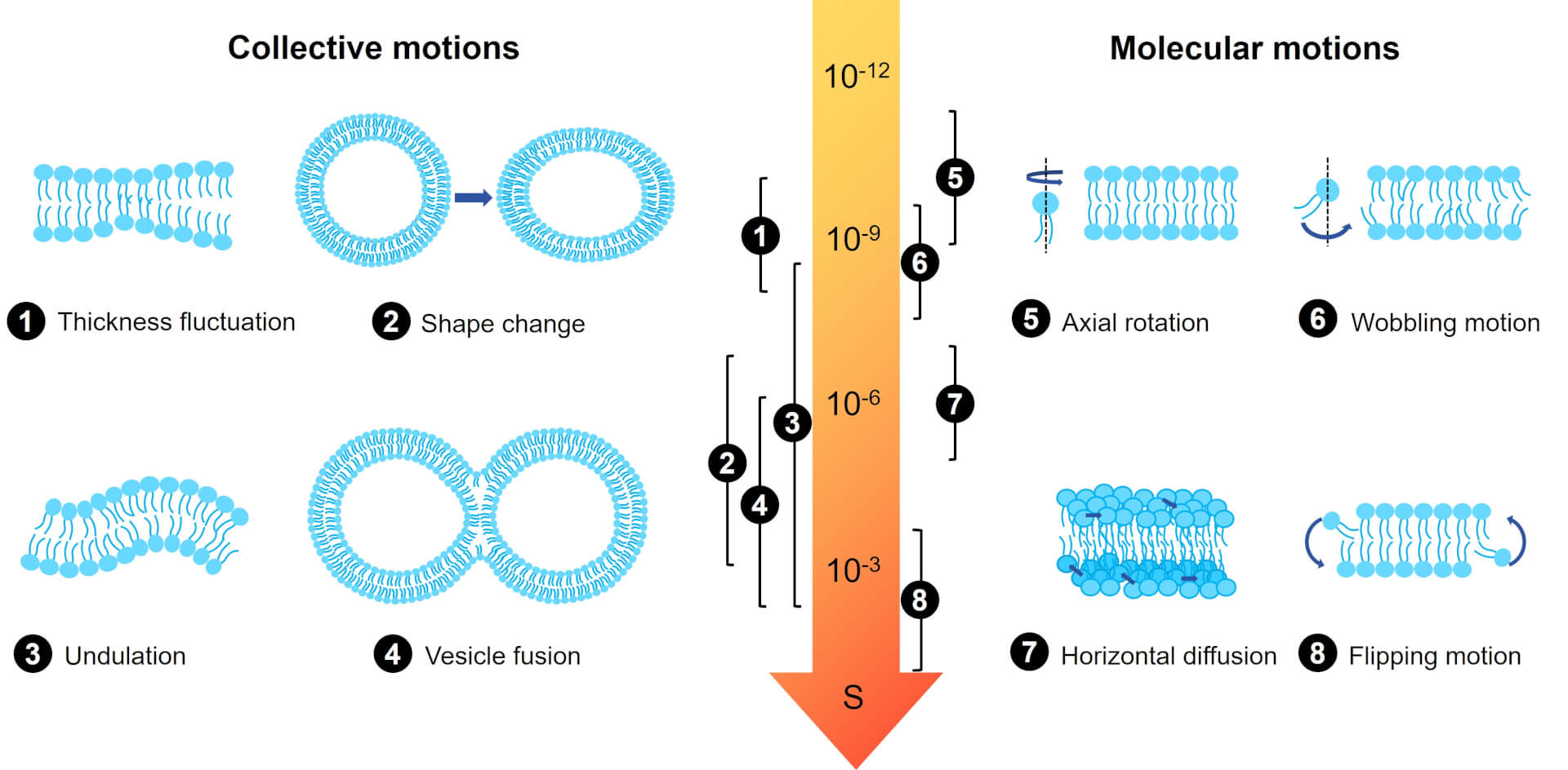 Fig. 3 Different dynamics of lipid layer on different time scales. (Creative Biolabs Original)