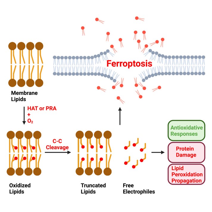 The lipid peroxidation mechanism promotes ferroptosis. (Do, Quynh, et al., 2023) (OA Literature)