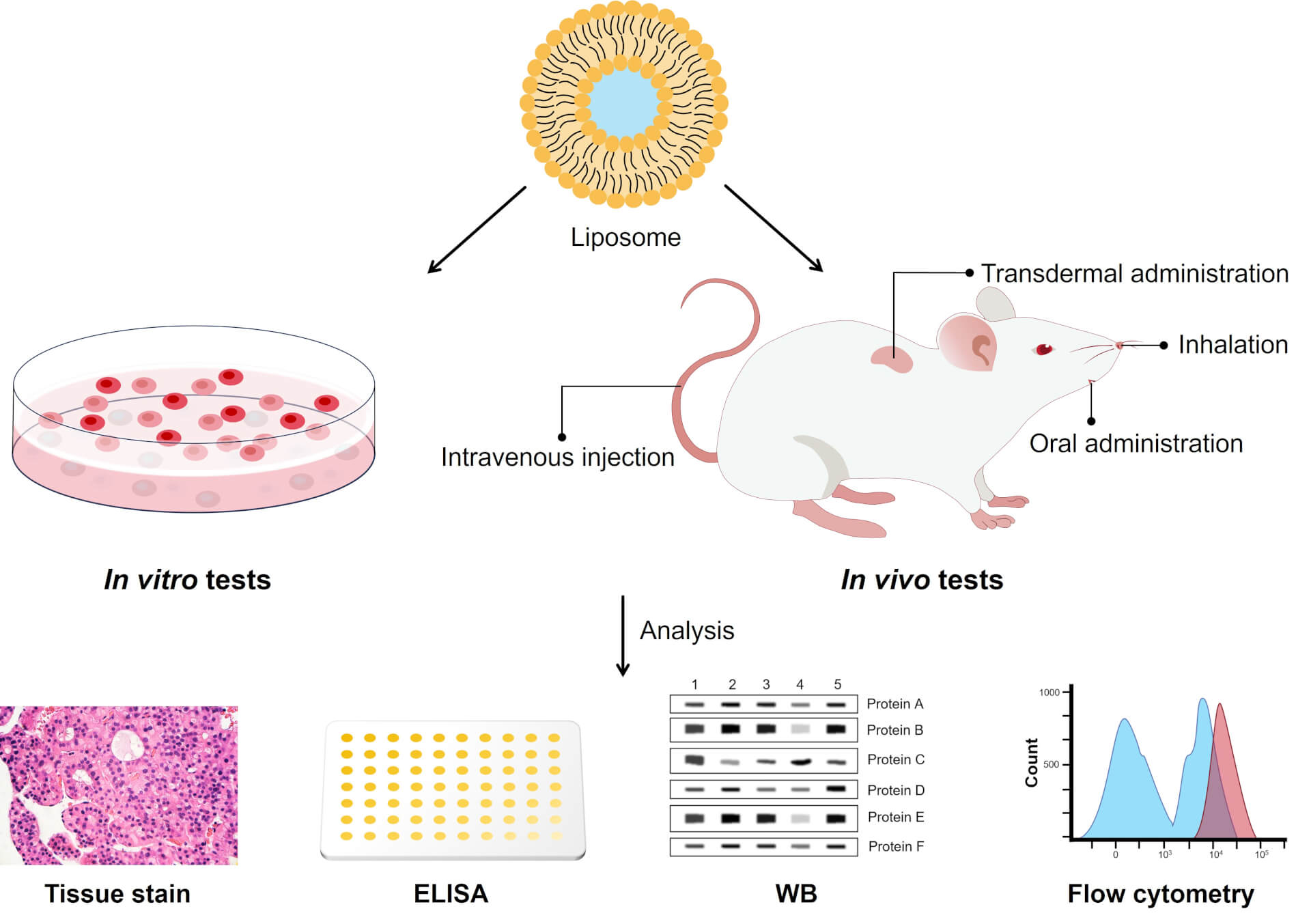 Safety Evaluation in vitro and in vivo. (Creative Biolabs Original)