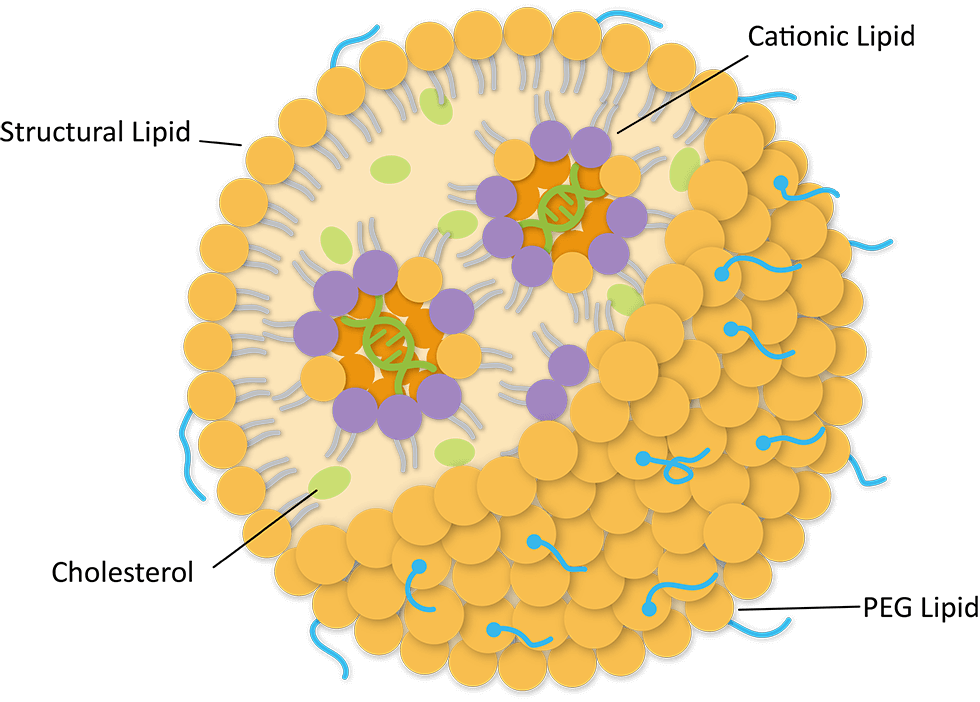 Fig.1 Structure of lipid nanoparticle. (Creative Biolabs Original)