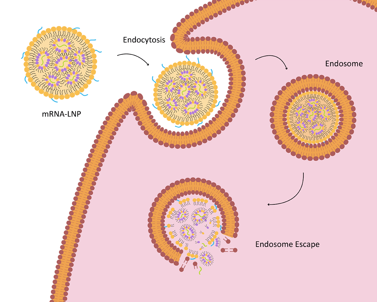Fig.2 Cellular uptake of LNP. (Creative Biolabs Original)