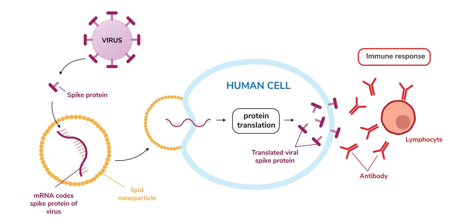 Fig. 2 Mechanism of LNP-based mRNA Vaccine. (Creative Biolabs Original)