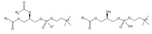 Fig.1 General molecular formula of PC (left) and LPC (right). (Creative Biolabs Original)