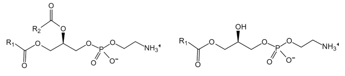 Fig.1 General molecular formula of PE (left) and LPE (right). (Creative Biolabs Original)