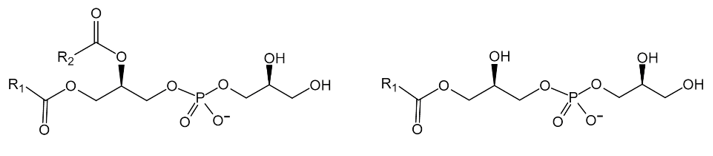 Fig.1 General molecular formula of PG (left) and LPG (right). (Creative Biolabs Original)