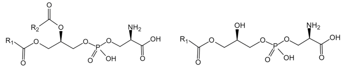 Fig.1 General molecular formula of PS (left) and LPS (right). (Creative Biolabs Original)