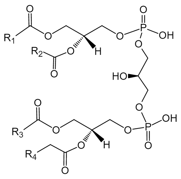 Fig.1 General molecular formula of CL. (Creative Biolabs Original)
