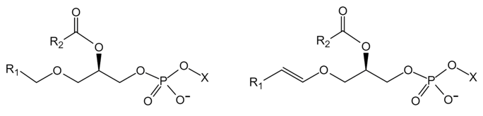 Fig.1 Structures of plasmanyl-phospholipid (left) or plasmenyl-phospholipid (right). (Creative Biolabs Original)