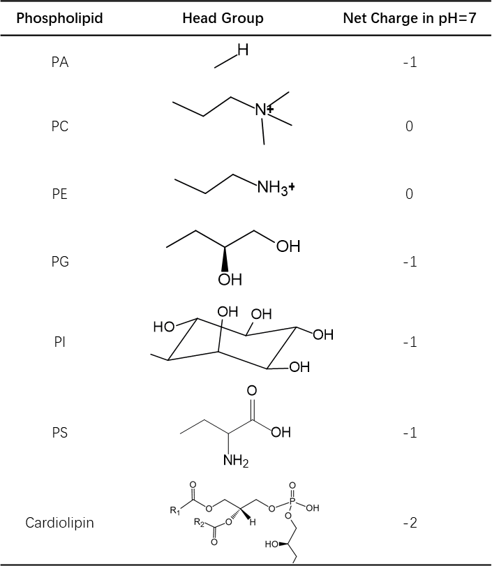 Table.1 Head group of common phospholipids. (Creative Biolabs Original)