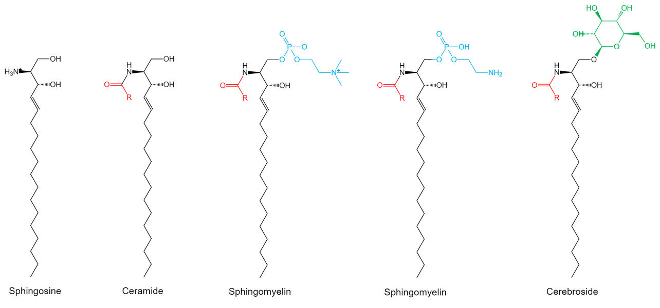 Fig.1 Structures of sphingolipids. (Creative Biolabs Original)