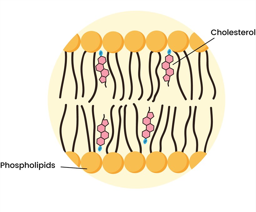 Fig.3 Cholesterol in the liposomal bilayers. (Creative Biolabs Original)