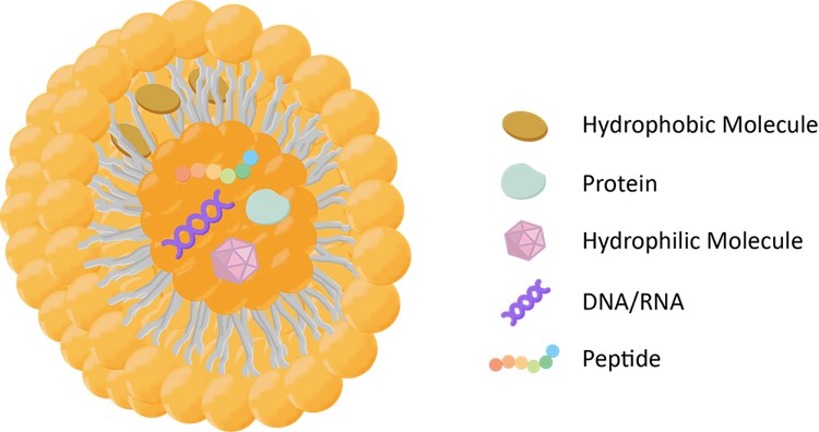 Liposomes as a drug delivery system. (Creative Biolabs Original)