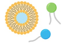 Process: Project initiation. (Creative Biolabs Original)