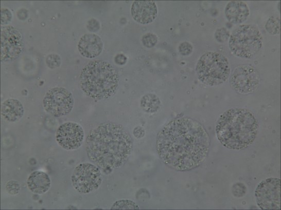 Validation Data: Customization of Multivesicular Liposomes. (Creative Biolabs Original)