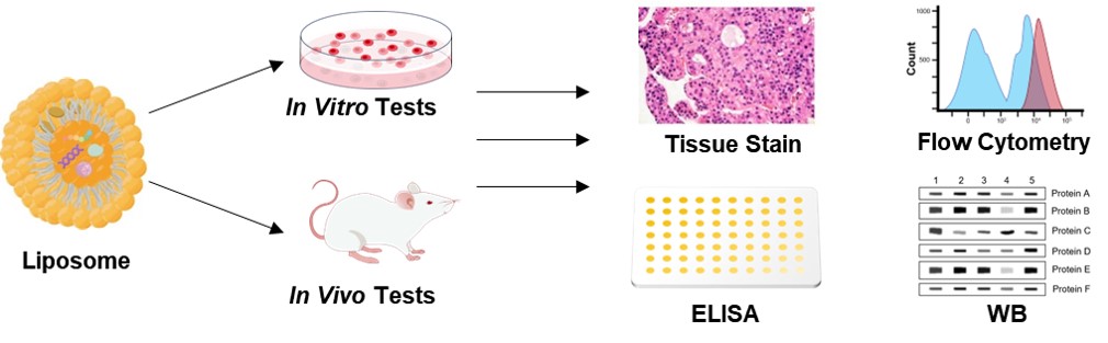 Our drug efficacy verification service. (Creative Biolabs Original)