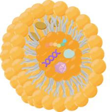 Our fluorescent liposome product lists. (Creative Biolabs Original)