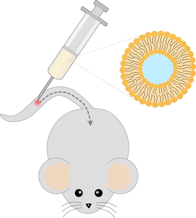 Fig.1 Systemic administration. (Creative Biolabs Original)