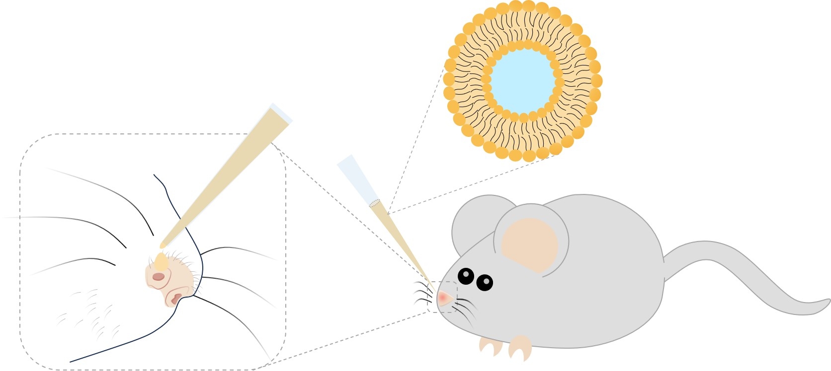 Fig.1 Intranasal administration. (Creative Biolabs Original)