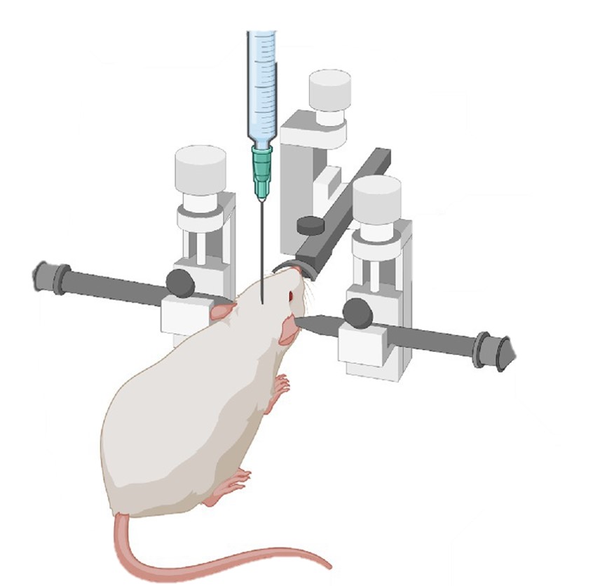 Fig.1 Stereotaxic injection into the rodent brain. (Zhou, Kai, et al. Blosser, 2022)
