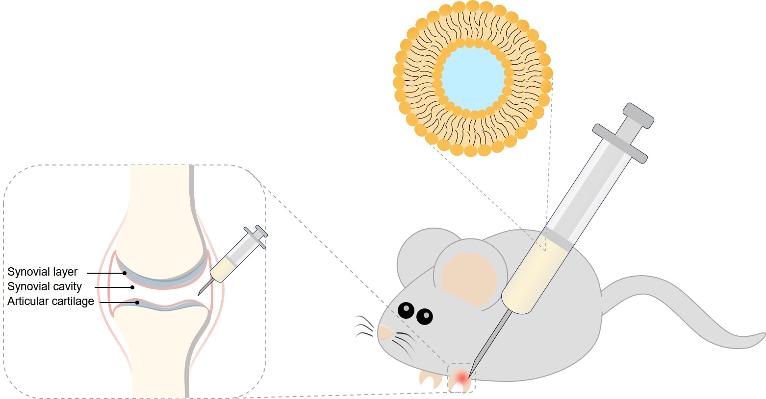 Fig.1 Intra-Articular administration. (Creative Biolabs Original)