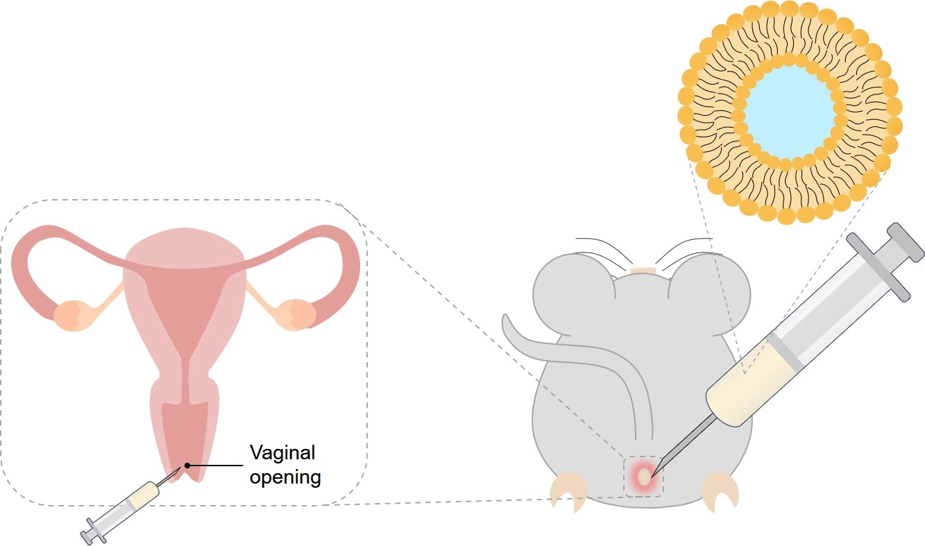 Fig.1 Intravaginal administration. (Creative Biolabs Original)