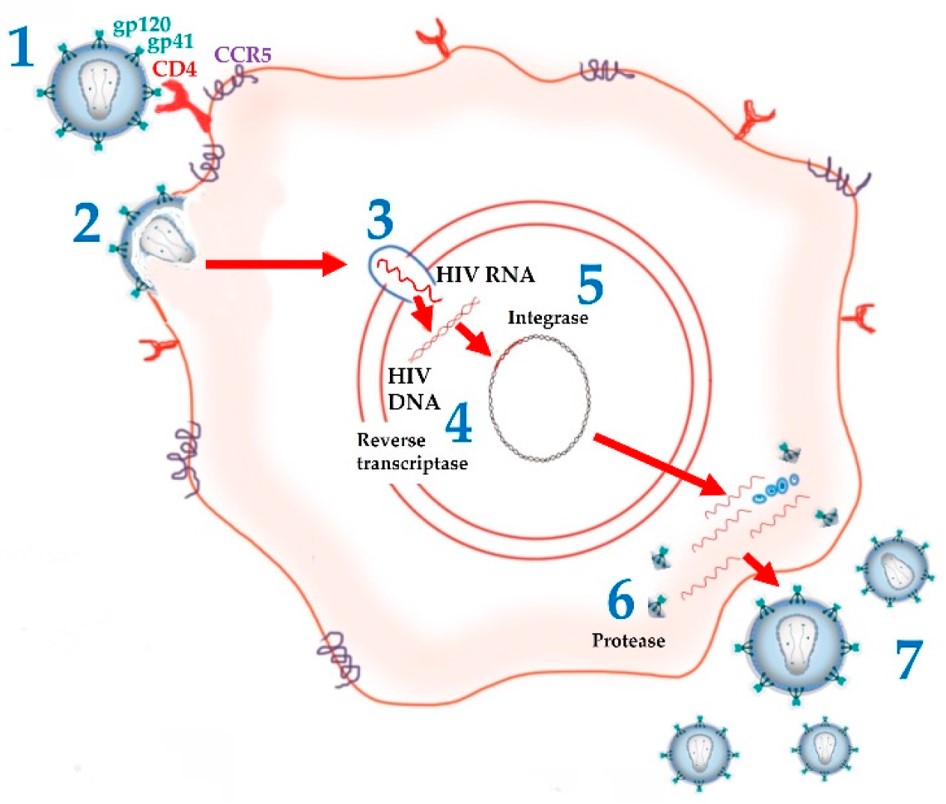 The life cycle of HIV.(OA Literature)