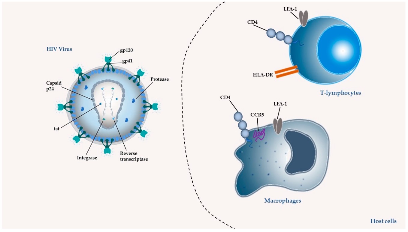 The molecular components of the HIV virus and the targets of drugs.(OA Literature)