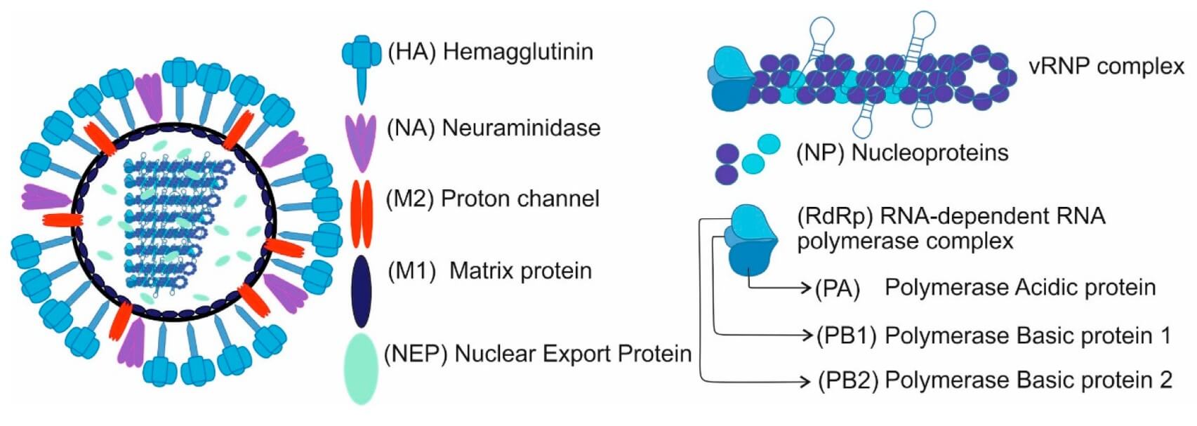 The structure of IAV particles. (OA Literature) 