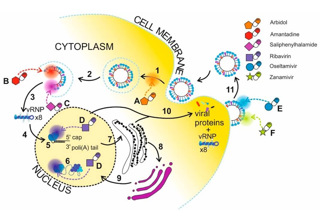 The delivery of anti-influenza drugs based on nanoparticles. (OA Literature)