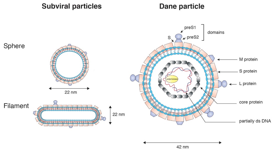 HBV particles. (OA Literature) 