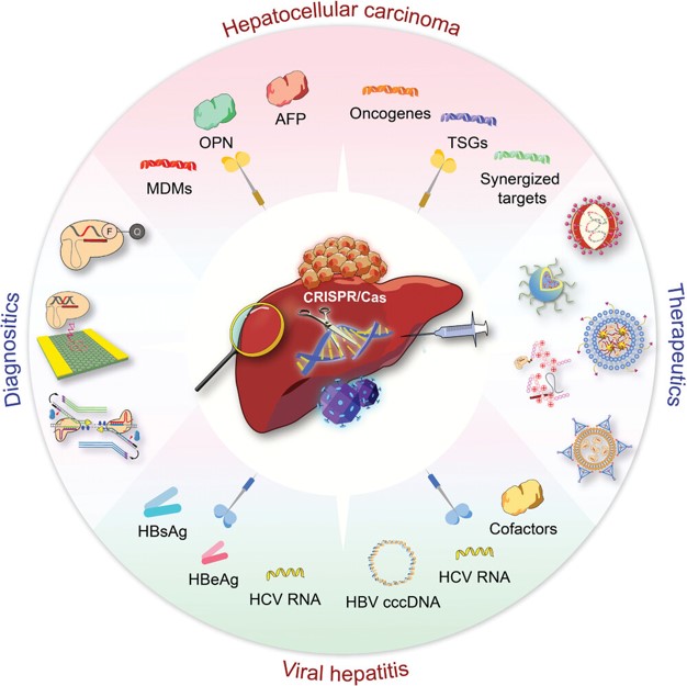 The Application of Gene editing Technology in Viral Hepatitis. (OA Literature)