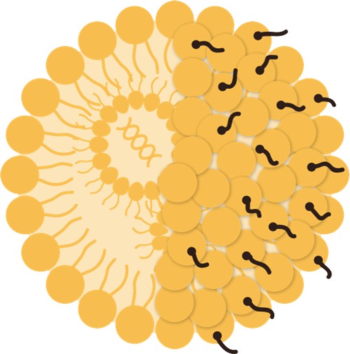 Viral hepatitis-3. (Creative Biolabs Original)